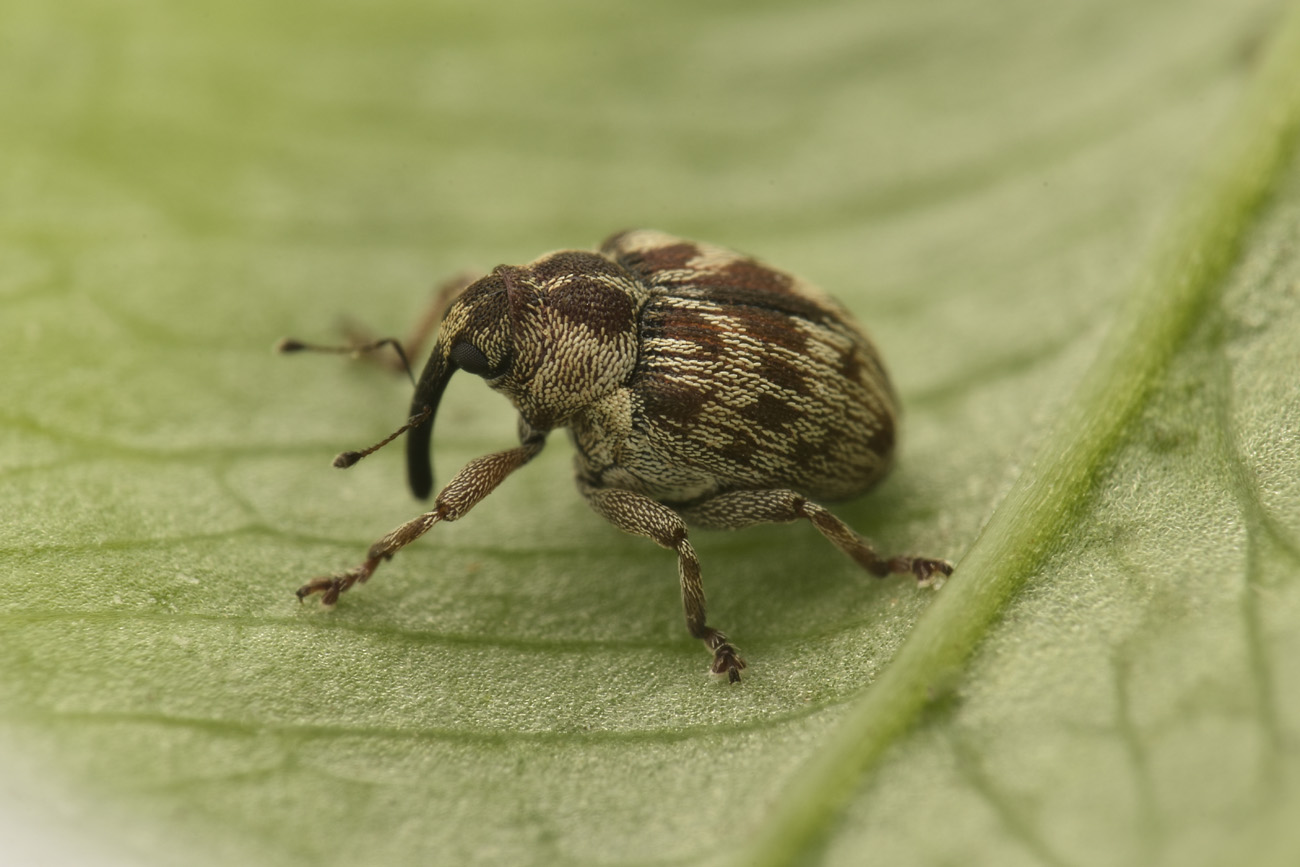 Curculionidae: Coeliodes sp?